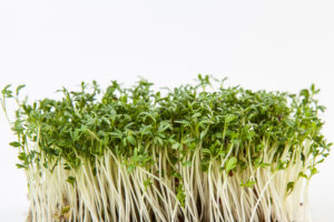 Germogli Di Erba Medica SaatPur Semi Biologici Per Germogli, Semi - Foto 10