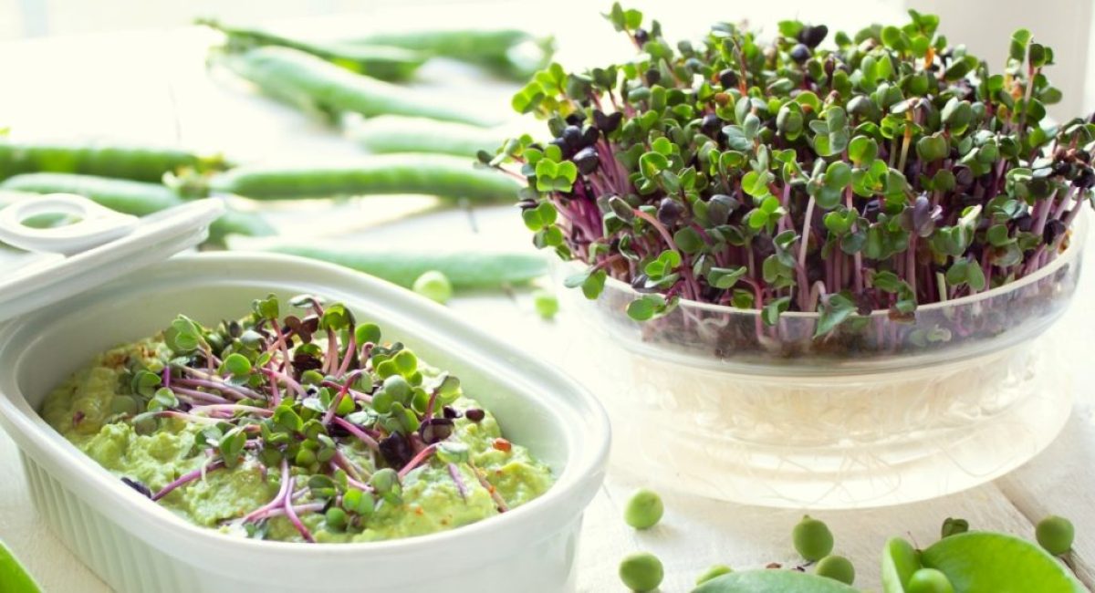 germogliera-hummus